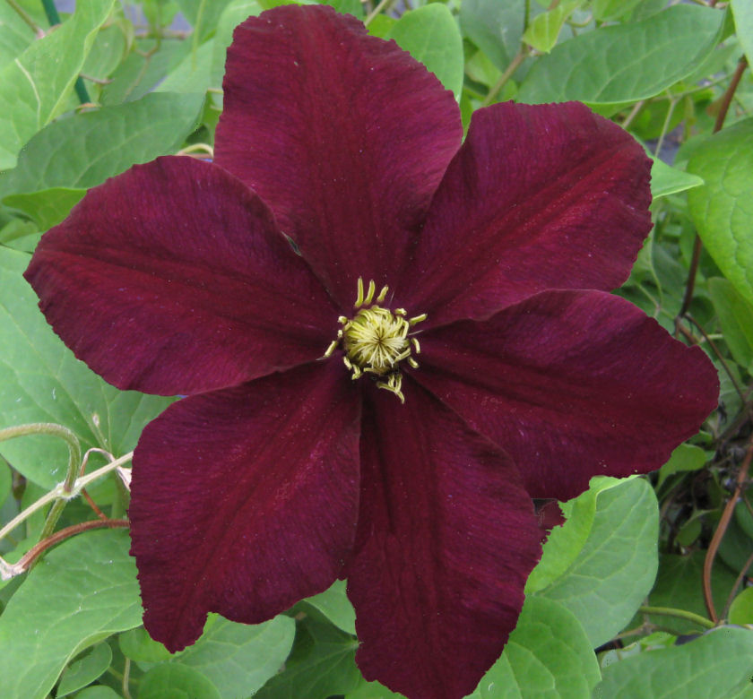 Niobe Clematis Natorp's Online Plant Store